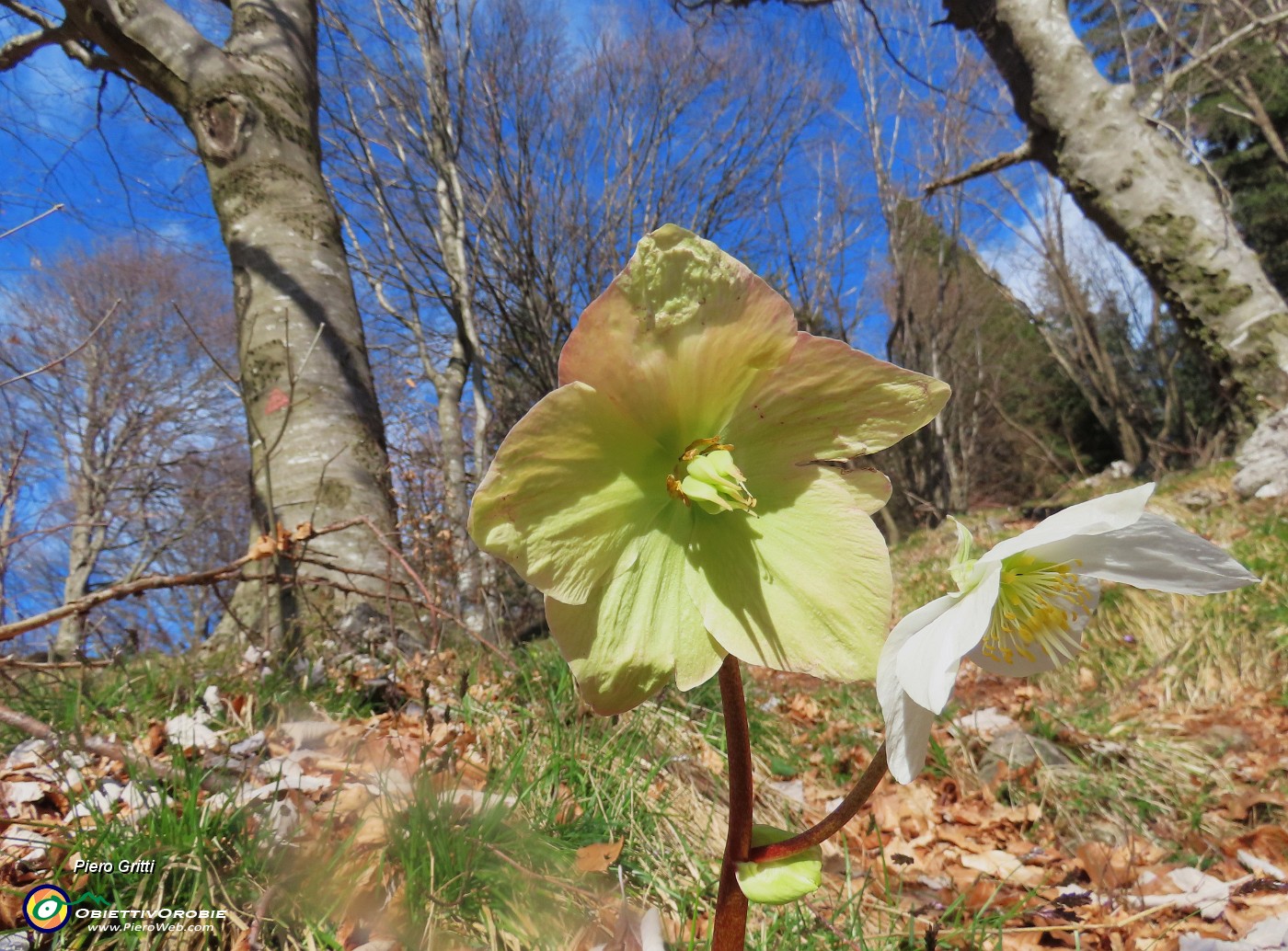 58 Helleborus niger (Ellebori) verso la fruttescenza.JPG